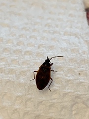 Gastrodes
