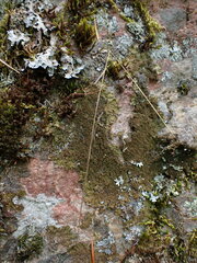 Melanelixia subaurifera