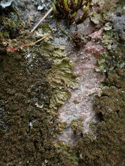 Melanelixia subaurifera