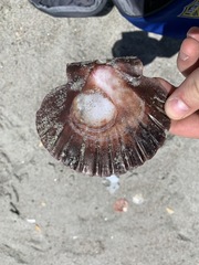 Pecten novaezelandiae