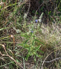 Salvia azurea