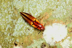 Semiotus intermedius
