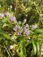 Symphyotrichum puniceum