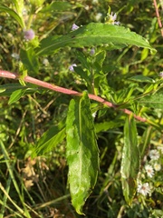 Symphyotrichum puniceum