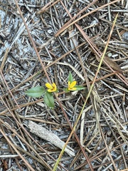 Crotalaria rotundifolia