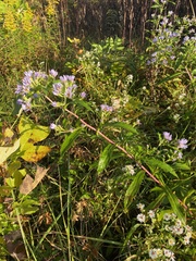 Symphyotrichum puniceum
