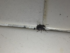 Otiorhynchus cribricollis