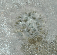 Paracondylactis sinensis