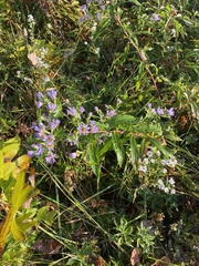 Symphyotrichum puniceum
