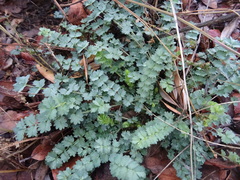 Sanguisorba minor