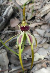 Caladenia longiclavata