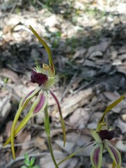 Caladenia longiclavata