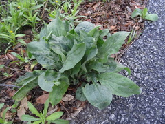 Cynoglossum creticum