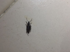 Otiorhynchus cribricollis