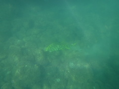 Gnathanodon speciosus
