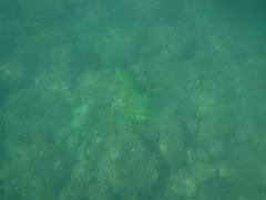 Gnathanodon speciosus