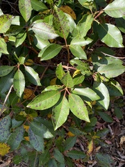 Mycosphaerella colorata