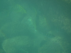 Gnathanodon speciosus