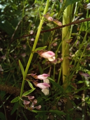 Scutellaria racemosa