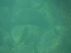 Gnathanodon speciosus