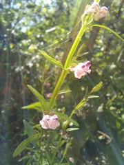 Scutellaria racemosa