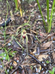 Caladenia tessellata