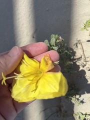 Oenothera drummondii