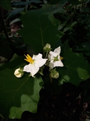 Solanum bonariense
