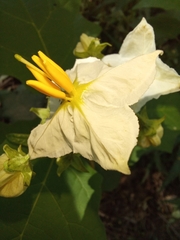 Solanum bonariense