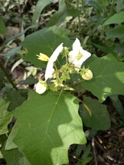 Solanum bonariense