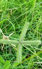Dactyloctenium aegyptium