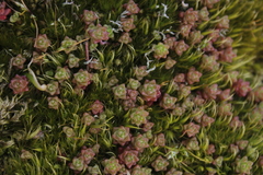 Sedum anglicum