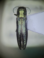 Agrilus