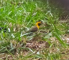 Colaptes campestris campestris