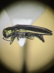 Agrilus