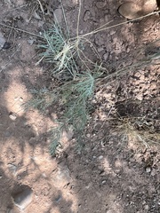 Artemisia filifolia