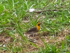 Colaptes campestris campestris