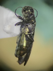 Agrilus