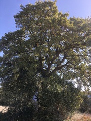 Quercus ithaburensis