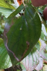 Phytomyza agromyzina group
