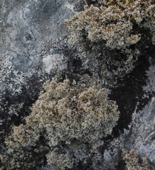 Sphaerophorus fragilis