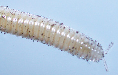 Polyzoniida