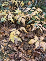 Xanthorhiza simplicissima