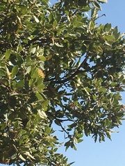 Quercus ithaburensis