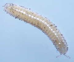 Polyzoniida
