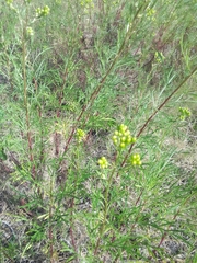 Senecio brasiliensis