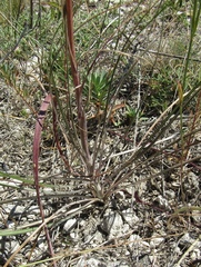 Pseudopodospermum strictum
