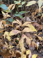 Xanthorhiza simplicissima