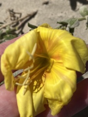 Oenothera drummondii