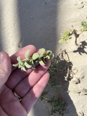 Oenothera drummondii